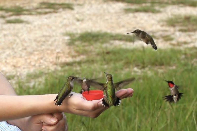 2011/08(Aug)/Hummingbirds/800x600_2011-08-Hummingbirds  7.jpg.jpg